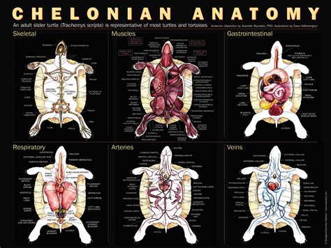 Chelonian Anatomy - Imgur Vet Medicine, Animal Medicine, Veterinary ...