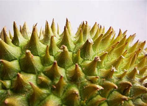 Sniffing Out The Secrets Of The Durian’s Scent – Asian Scientist Magazine