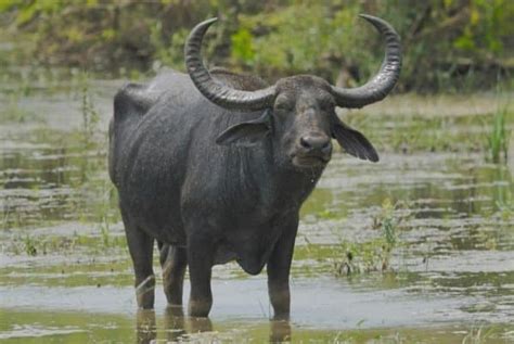 10 Incredible Water Buffalo Facts - A-Z Animals