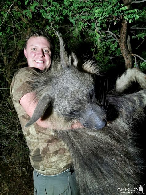 Brown Hyena Hunting South Africa | AfricaHunting.com