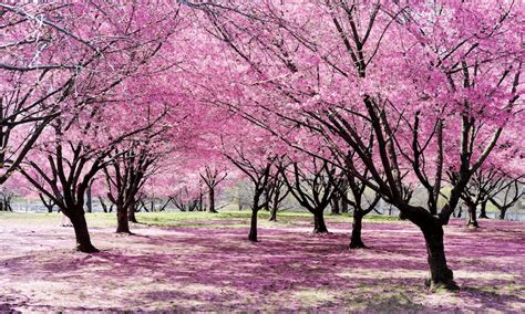 Growing Cherry Trees for Blossoms: A Complete Guide