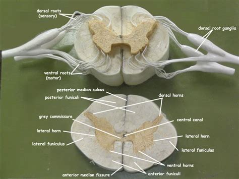 Gross Anatomy Of Spinal Cord