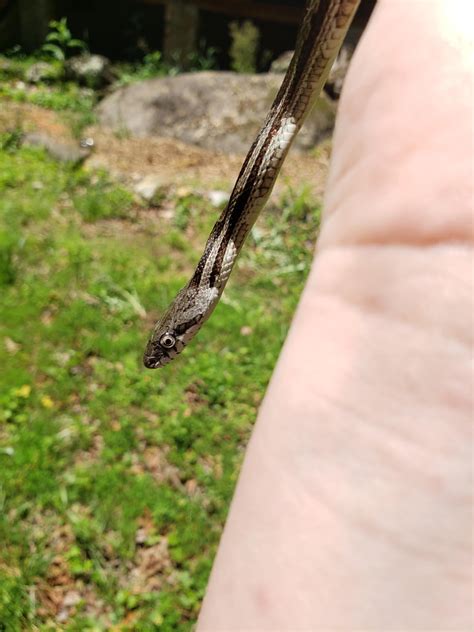 Visited Arizona and saw this poisonboi at the visitor's center : r/snakes