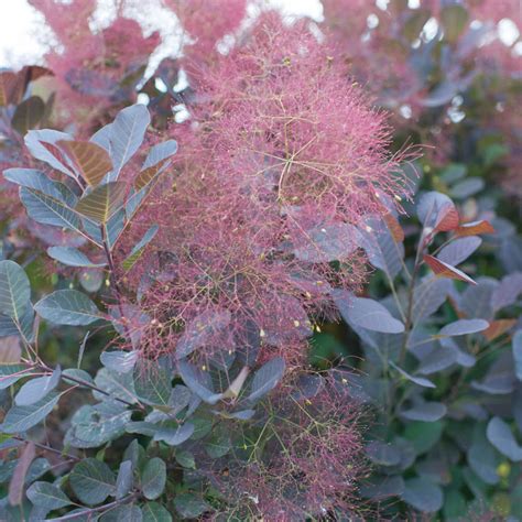 Cotinus coggygria 'Royal Purple' - Horsford Gardens and Nursery