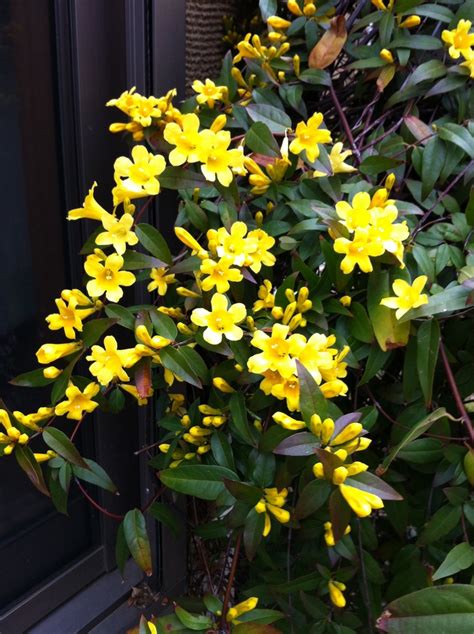 Yellow Jasmine mid-April | Gardening tips, Home and garden, Vines