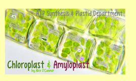 Chloroplast & Amyloplast by Alex O'Connor on Prezi