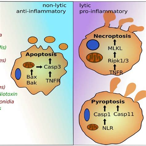 The programmed cell death pathways apoptosis, pyroptosis, and ...