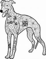 Whippet Coloring Pages At GetColoringscom  Free Printable Colorings sketch template