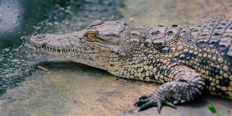 Nile Crocodiles in Florida Everglades | Florida Airboating