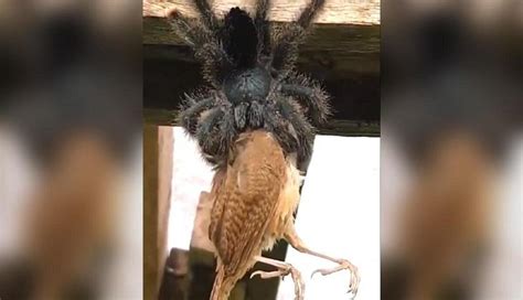 Video of spider eating a bird will give you goosebumps! Netizens ask ‘is this even real ...