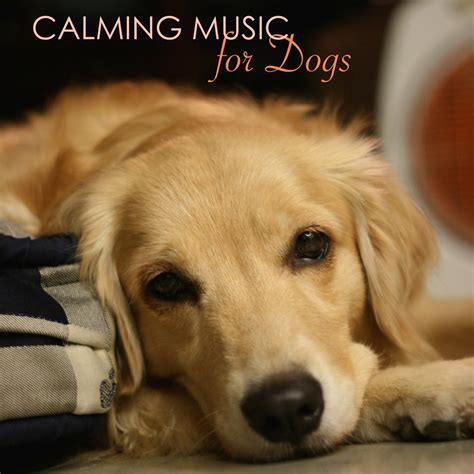 ‎Calming Music for Dogs - Relaxing Music for Dogs and Cats, Peaceful ...