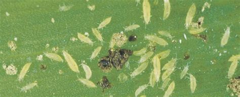 The Complete Guide to Thrips - Pest Prophet Blog