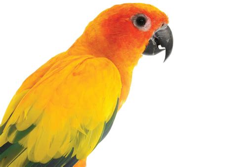 Sun Conure Bird Care Sheet | Petco