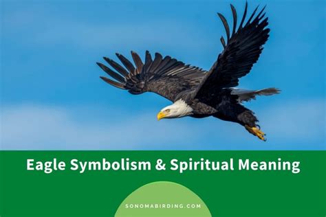 Eagle Symbolism and Meaning (Totem, Spirit, and Omens) - Sonoma Birding