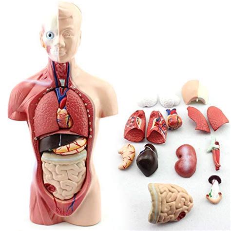 Buy 11-inch Male Human Torso Body Anatomy Model Including Skeleton Visceral for Medical Students ...