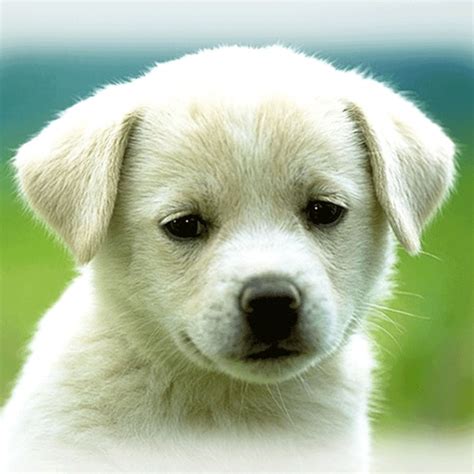 88+ Cute Wallpapers Dogs Puppies - l2sanpiero