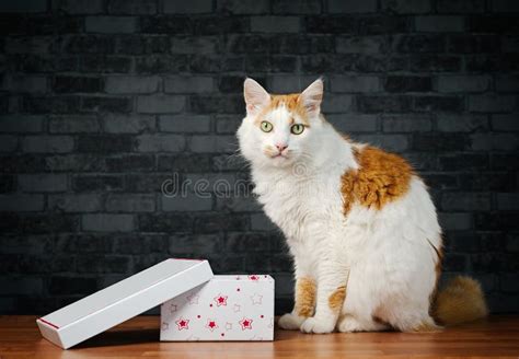 Cute Tabby Cat Sitting Next To a Gift Box and Looking at Camera. Stock Photo - Image of ...