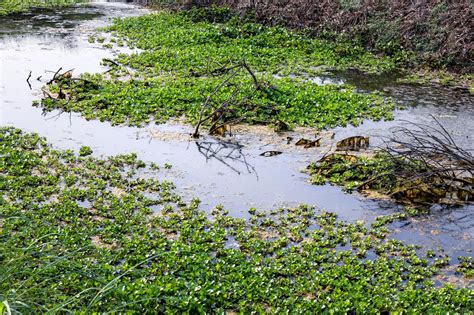 Premium Photo | Dirty pond with full of water hyacinth inside of a village