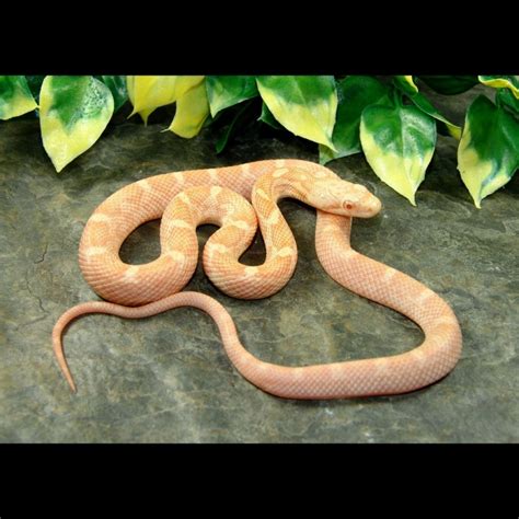 Albino Black Rat Snakes (Elaphe obsoleta obsoleta)