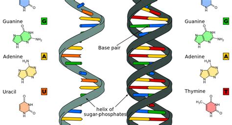 RNA base pairing complexity in living cells visualized by correlated chemical probing | RNA ...