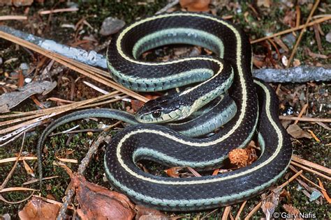 Striped Snakes in California