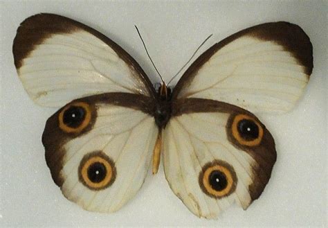 Pin by Gaby Baidal on Papillon | Butterfly poster, Beautiful ...