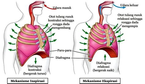 Jelaskan Perbedaan Pernapasan Dada Dan Pernapasan Perut – kabarmedia ...