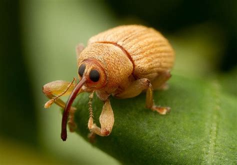 Meet the Pesky Little Acorn Weevil... That Looks Just Like a Muppet! | Featured Creature