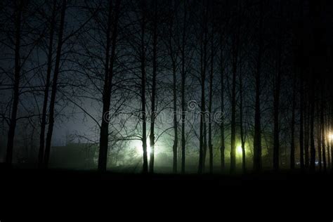 Scary dark forest at night stock photo. Image of scary - 116563868