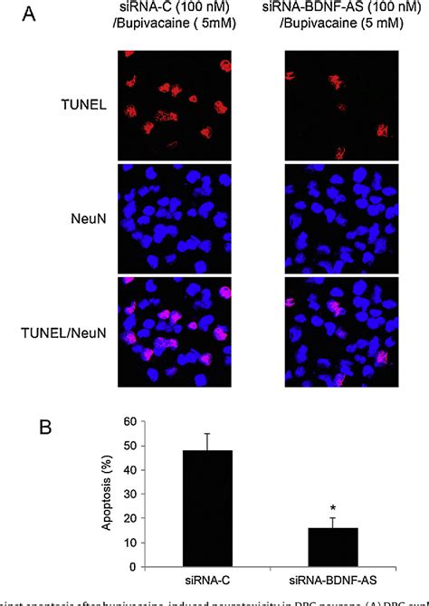 Neurotrophin Signaling Pathway | Semantic Scholar