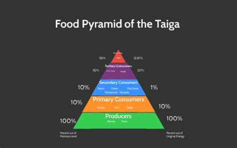 Food Pyramid of the Taiga by Shelby Parrish on Prezi Next