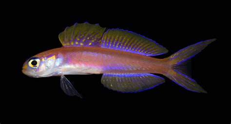 Sciency Thoughts: Navigobius kaguya: A new species of Dartfish from Japan and the Philippines.