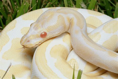 All You Should Know About Albino Ball Python Morphs