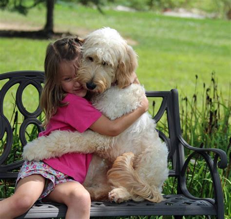 26 cani che abbracciano i loro umani