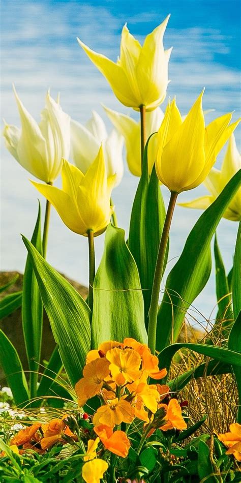 Yellow, White Flowers on Lake Geneva, with Swiss Alps, Montreux ...