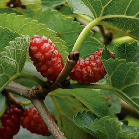 MULBERRY ‘HICKS EARLY’ | Kaipara Coast Plant Centre & Sculpture Gardens