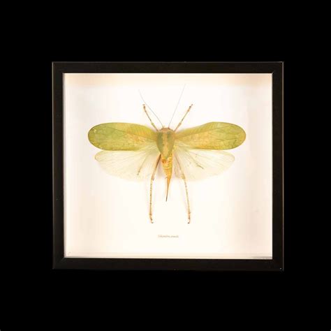 Framed Hooded Katydid | Creel and Gow