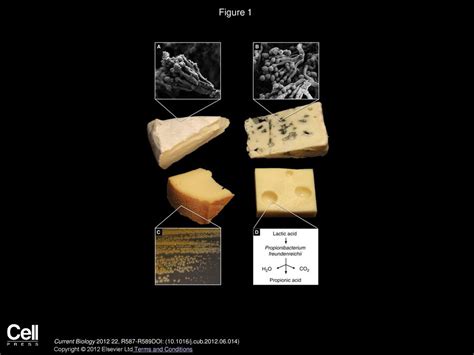 Cheese microbes Current Biology - ppt download