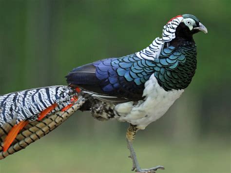 Lady Amherst's Pheasant Fact Sheet - C.S.W.D