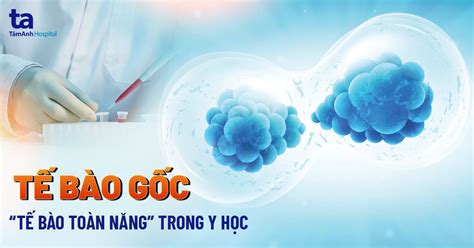 Tế bào gốc là gì? Vai trò và công dụng của nó trong y học?