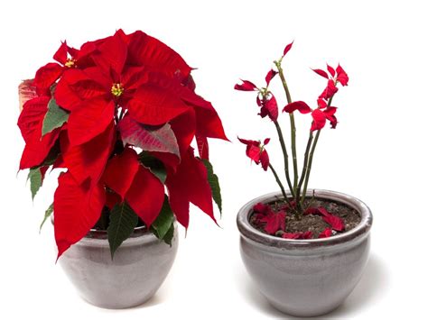 Causes And Solutions For Poinsettias Dropping Leaves