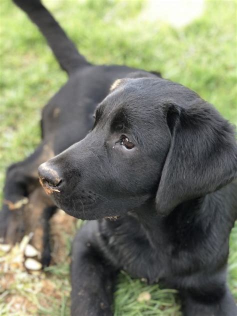 Puppy Training: Walter's Ready for His Family - Smart Dog University