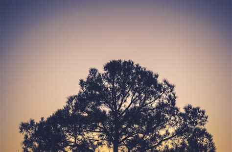 Free Images : nature, silhouette, light, cloud, sky, sun, sunrise ...