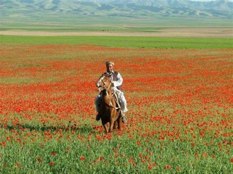 مسافر زاده الخيال - Spring in Afghanistan | Afghanistan landscape, Afghanistan, Afghanistan culture