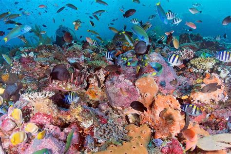 Indonesia’s best reef diving | ZuBlu