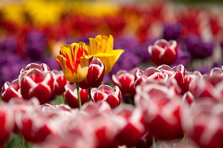 Royalty-Free photo: Yellow tulips bouquet | PickPik