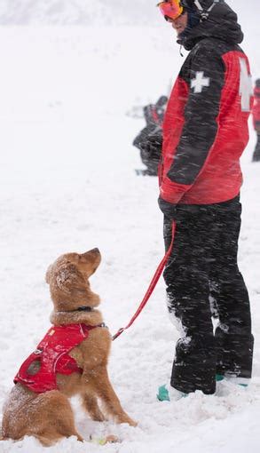 Avalanche rescue dog school in Utah prepares pups to save lives