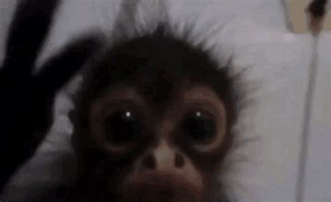 Monke Scream GIF - Monke Scream - Discover & Share GIFs