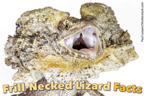 Frill-Necked Lizard Facts & Pictures: Discover Australia's Frilled Lizard