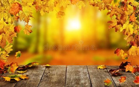 3,834,885 Autumn Background Stock Photos - Free & Royalty-Free Stock ...